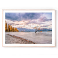 Wanaka Willow - BEND