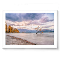 Wanaka Willow - BEND