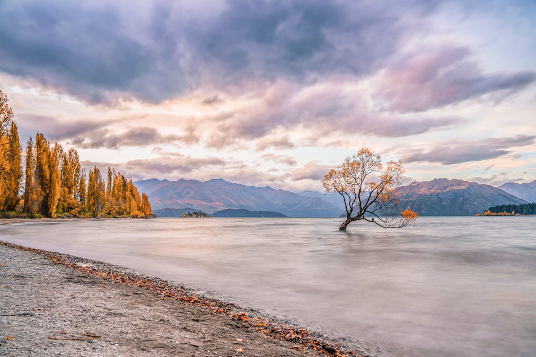 Wanaka Willow - BEND