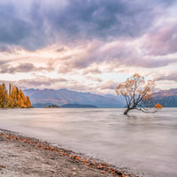 Wanaka Willow - BEND